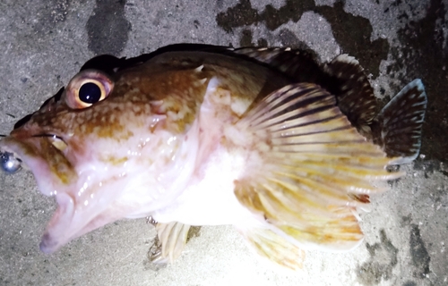 カサゴの釣果