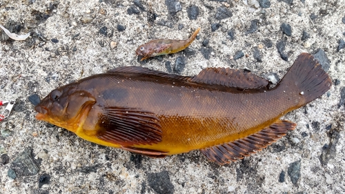 アイナメの釣果