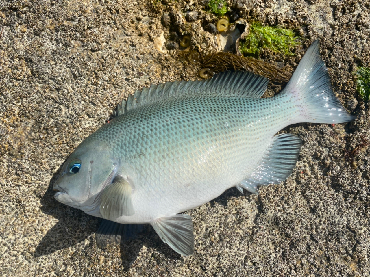 クチブトグレ