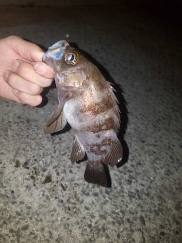 メバルの釣果