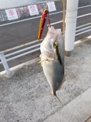 ネリゴの釣果