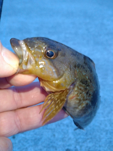 アイナメの釣果