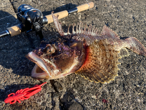 ケムシカジカの釣果