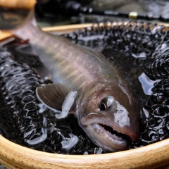 イワナの釣果