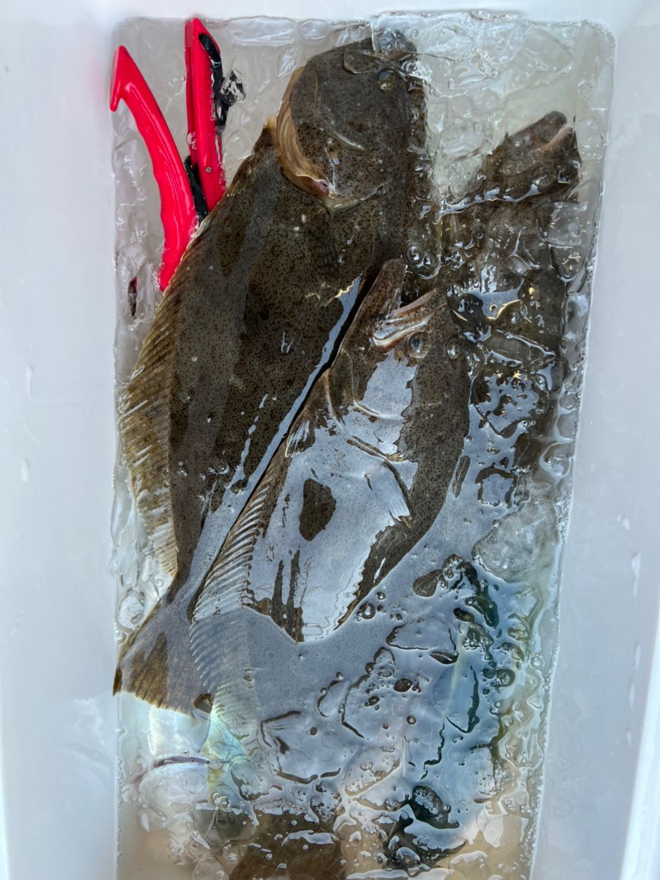 Valleysideさんの釣果 2枚目の画像