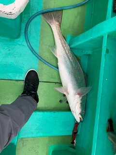 オオニベの釣果