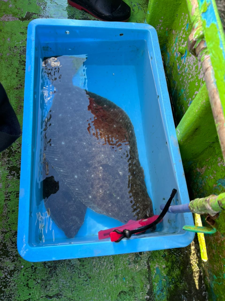 Valleysideさんの釣果 2枚目の画像