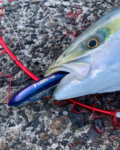 ハマチの釣果