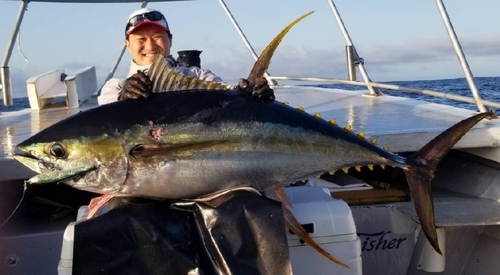 キハダマグロの釣果