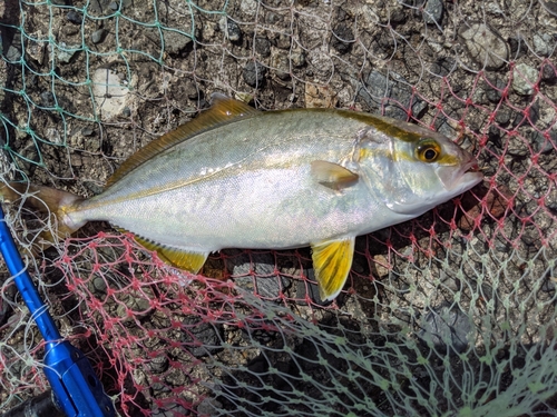 カンパチの釣果