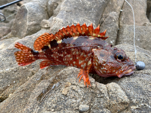 カサゴの釣果