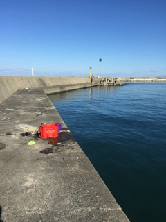 カンダイの釣果