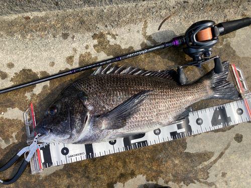 クロダイの釣果