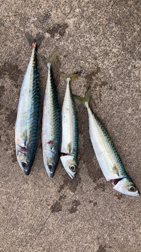 サバの釣果