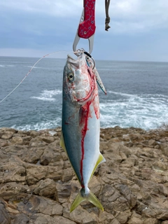 ハマチの釣果