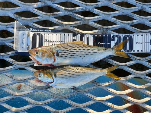 コノシロの釣果