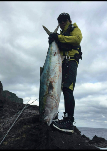 ヒラマサの釣果