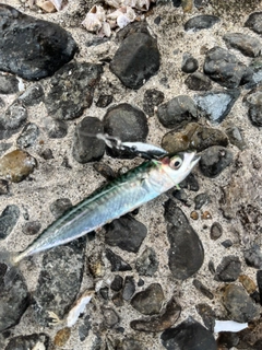 サバの釣果