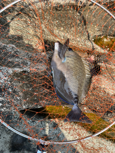 クチブトグレの釣果