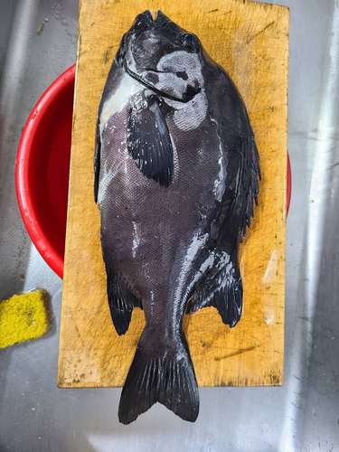 イシダイの釣果