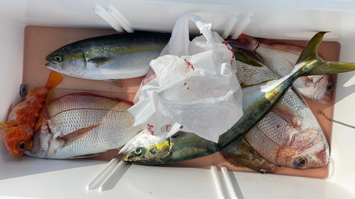 マダイの釣果