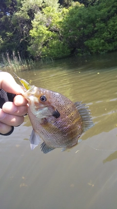 ブルーギルの釣果