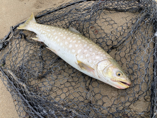 アメマスの釣果