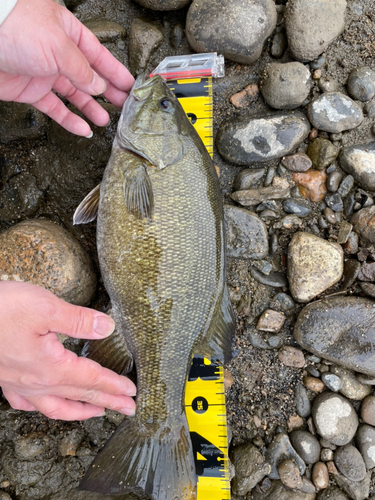 スモールマウスバスの釣果