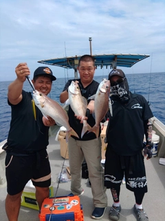 マーマチの釣果