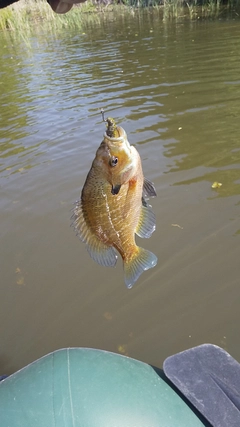 ブルーギルの釣果