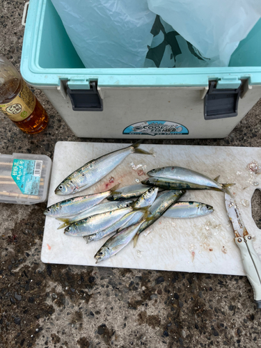 コノシロの釣果