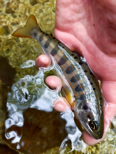 アマゴの釣果