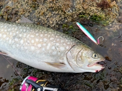 アメマスの釣果