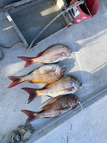 タイの釣果