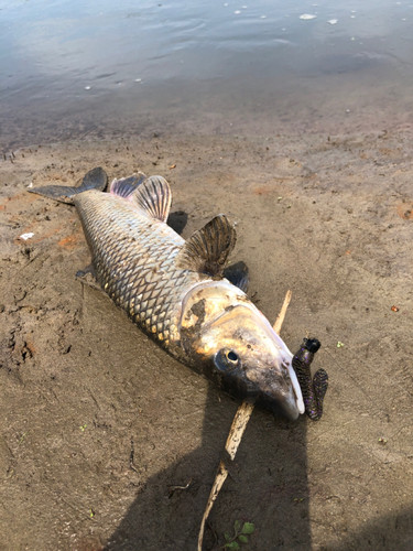 ニゴイの釣果