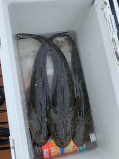 マゴチの釣果
