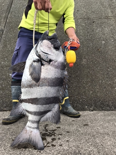 イシダイの釣果