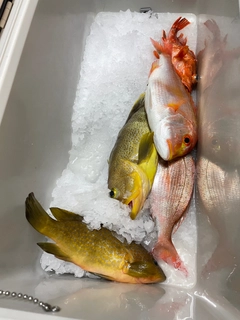 タイの釣果