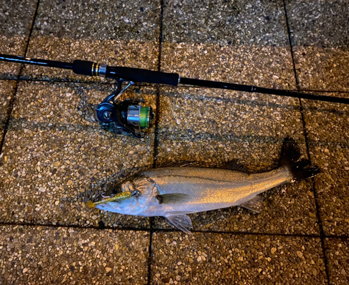 シーバスの釣果