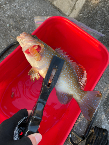 アカジンミーバイの釣果