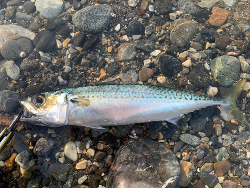 サバの釣果