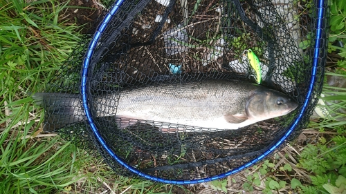 ウグイの釣果