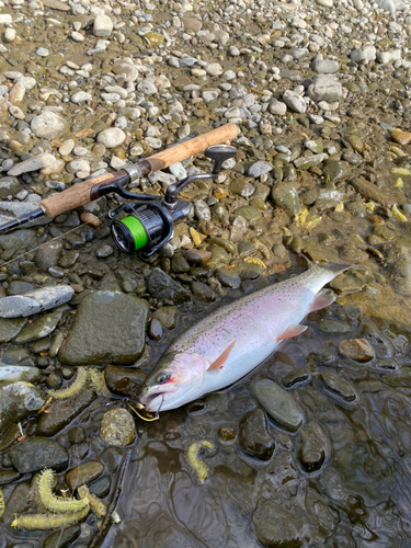 ニジマスの釣果