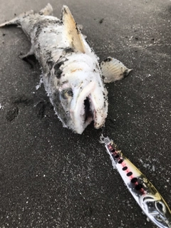 アメマスの釣果