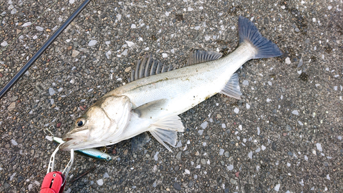 スズキの釣果