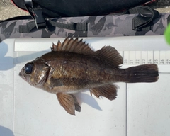 シロメバルの釣果