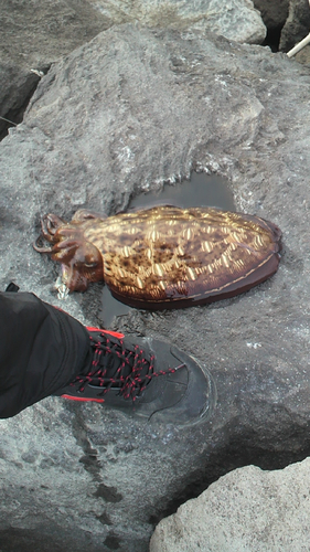 モンゴウイカの釣果