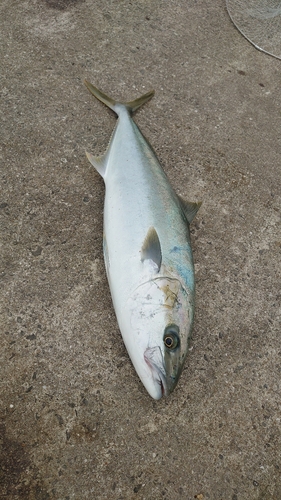 ハマチの釣果