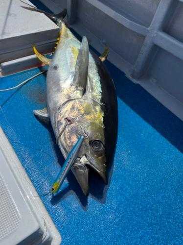 キハダマグロの釣果