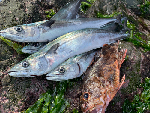 サゴシの釣果